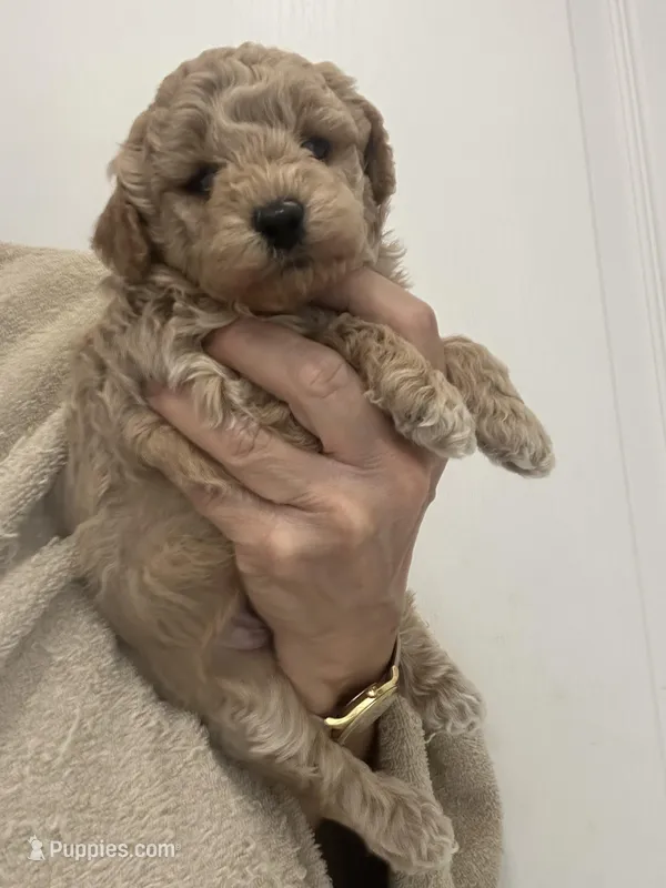 Small Apricot Boy – Poodle - Toy  puppy for sale in Tampa, FL