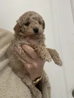 Small Apricot Boy, a male Poodle - Toy  for sale in Tampa, FL – Photo 5 of 7