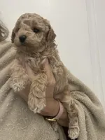 Small Apricot Boy, a male Poodle - Toy  for sale in Tampa, FL – Photo 4 of 7