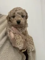 Small Apricot Boy, a male Poodle - Toy  for sale in Tampa, FL – Photo 6 of 7