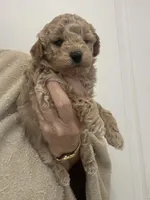 Small Apricot Boy, a male Poodle - Toy  for sale in Tampa, FL – Photo 2 of 7