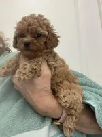 Small Apricot Boy, a male Poodle - Toy  for sale in Tampa, FL – Photo 1 of 3