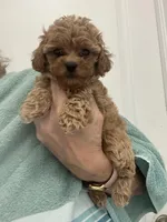Small Apricot Boy, a male Poodle - Toy  for sale in Tampa, FL – Photo 2 of 3