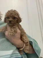 Small Apricot Boy, a male Poodle - Toy  for sale in Tampa, FL – Photo 3 of 3
