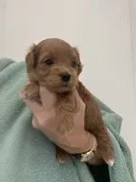 DarkRedApricotGirl, a female Maltipoo for sale in Tampa, FL – 2 of 6