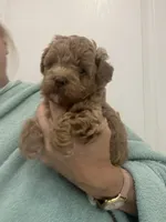 DarkestApricotBoy, a male Poodle - Toy  for sale in Tampa, FL – 5 of 6