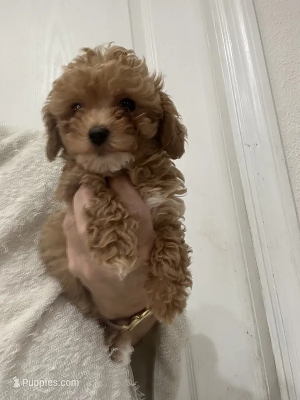 ApricotGirl Touch of White – Poodle - Toy  puppy for sale in Tampa, FL