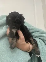 Black/Apricot Phantom, a female Poodle - Toy  for sale in Tampa, FL – 1 of 9