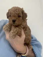 Dark Red Apricot Girl, a female Maltipoo for sale in Tampa, FL – 2 of 3