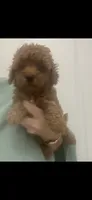 ReadyNow!DarkRedApricotGirl, a female Maltipoo for sale in Tampa, FL – 4 of 5