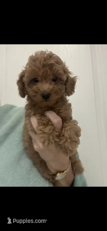 DarkRedApricotBoy – Poodle - Toy  puppy for sale in Tampa, FL