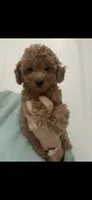 DarkRedApricotBoy, a male Poodle - Toy  for sale in Tampa, FL – 1 of 1