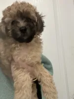 READY NOW! Apricot/Black MarkingsGirl, a female Poodle - Toy  for sale in Tampa, FL – 1 of 5