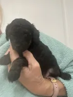 Black, a female Poodle - Toy  for sale in Tampa, FL – 7 of 7