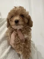 ApricotGirl Touch of White, a female Poodle - Toy  for sale in Tampa, FL – 2 of 3