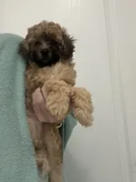 READY NOW! Apricot/Black MarkingsGirl, a female Poodle - Toy  for sale in Tampa, FL – 4 of 5