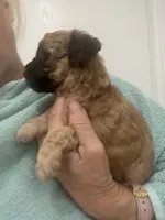 Apricot/Black Markings, a female Poodle - Toy  for sale in Tampa, FL – 3 of 6