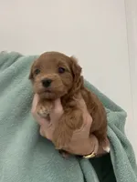 DarkRedApricotGirl, a female Maltipoo for sale in Tampa, FL – 4 of 6