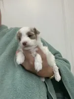 White/ApricotPatchesGirl, a female Maltipoo for sale in Tampa, FL – 3 of 8