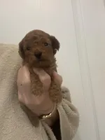 DarkRedApricotBoy, a male Poodle - Toy  for sale in Tampa, FL – Photo 5 of 6