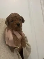 DarkRedApricotBoy, a male Poodle - Toy  for sale in Tampa, FL – Photo 4 of 6