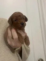 DarkRedApricotBoy, a male Poodle - Toy  for sale in Tampa, FL – Photo 6 of 6