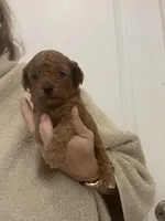 DarkRedApricotBoy, a male Poodle - Toy  for sale in Tampa, FL – Photo 1 of 6