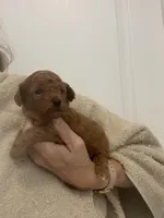 DarkRedApricotBoy, a male Poodle - Toy  for sale in Tampa, FL – Photo 3 of 6