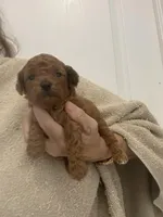 DarkRedApricotBoy, a male Poodle - Toy  for sale in Tampa, FL – Photo 2 of 6