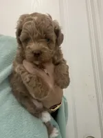 DarkestApricotBoy, a male Poodle - Toy  for sale in Tampa, FL – 4 of 6