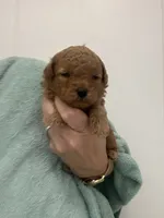 DeepDarkRedApricotGirl, a female Poodle - Toy  for sale in Tampa, FL – 2 of 3