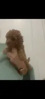 ReadyNow!DarkRedApricotGirl, a female Maltipoo for sale in Tampa, FL – 2 of 5