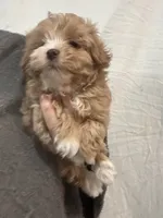 Apricot/WhiteGirl, a female Maltipoo for sale in Tampa, FL – 3 of 6