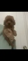 ReadyNow!DarkRedApricotGirl, a female Maltipoo for sale in Tampa, FL – 5 of 5