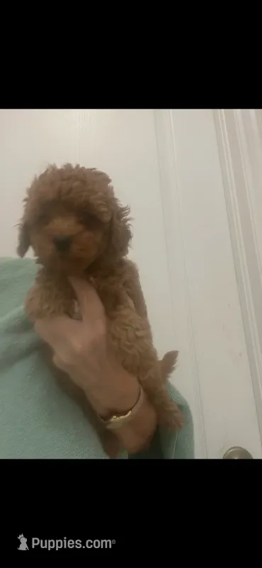 ReadyNow!DarkRedApricotGirl – Maltipoo puppy for sale in Tampa, FL