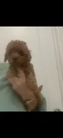 ReadyNow!DarkRedApricotGirl, a female Maltipoo for sale in Tampa, FL – 1 of 5