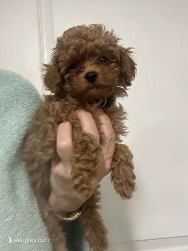 DarkestApricotBoy – Poodle - Toy  puppy for sale in Tampa, FL
