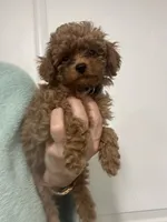 READY NOW DarkestApricotBoy, a male Poodle - Toy  for sale in Tampa, FL – 1 of 3