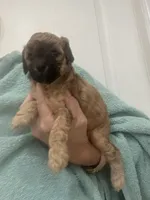 Apricot/Black Markings, a female Poodle - Toy  for sale in Tampa, FL – 4 of 6