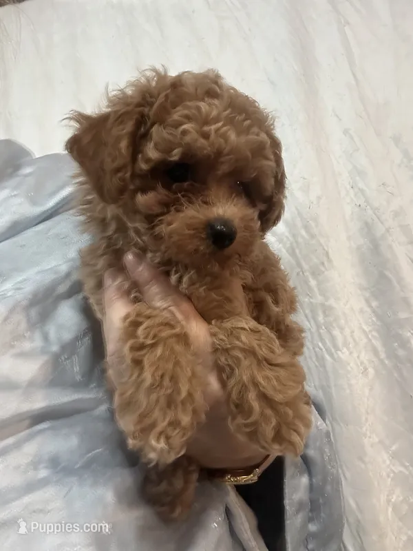 DarkRedApricotGirl – Poodle - Toy  puppy for sale in Tampa, FL
