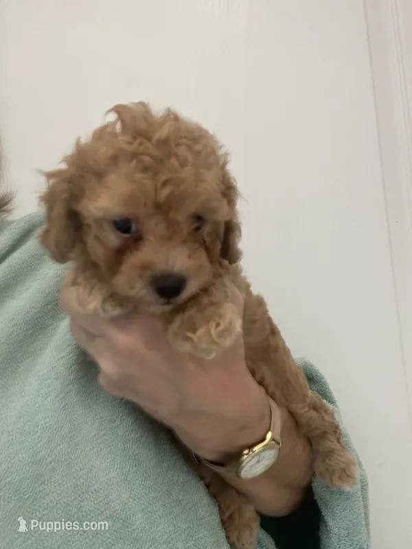 ApricotBoy – Poodle - Toy  puppy for sale in Tampa, FL