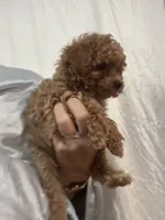 DarkRedApricotGirl, a female Poodle - Toy  for sale in Tampa, FL – 2 of 3