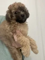 READY NOW! Apricot/Black MarkingsGirl, a female Poodle - Toy  for sale in Tampa, FL – 5 of 5