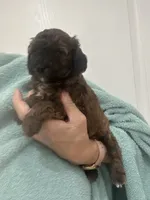 DarkApricot/Chocolate Black mix, a male Poodle - Toy  for sale in Tampa, FL – 7 of 10