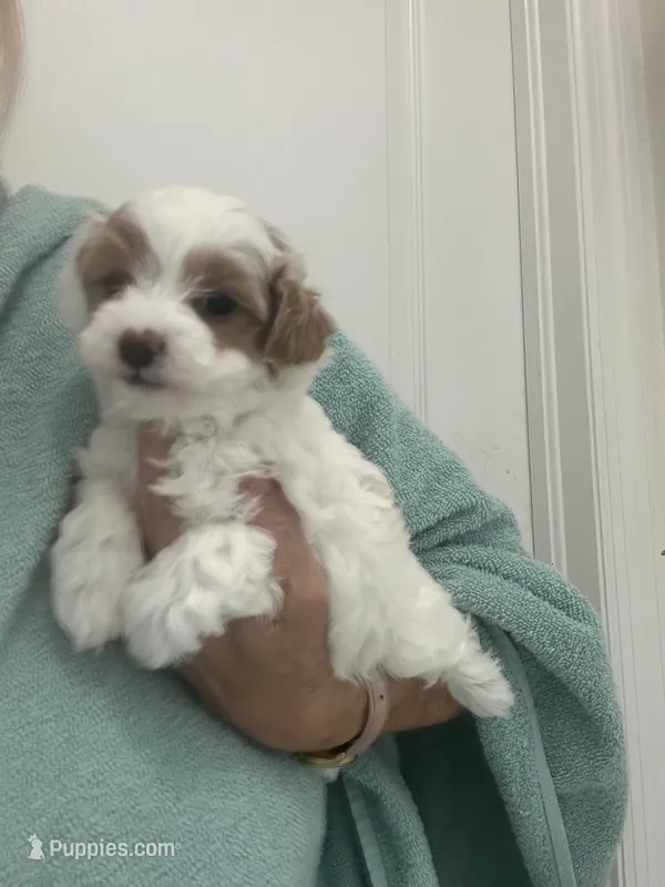 White/ApricotPatchesGirl – Maltipoo puppy for sale in Tampa, FL
