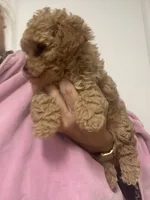 ApricotGirl , a female Poodle - Toy  for sale in Tampa, FL – 3 of 5