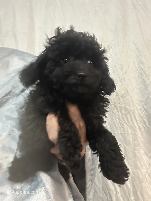 BlackGirl  – Poodle - Toy  puppy for sale in Tampa, FL