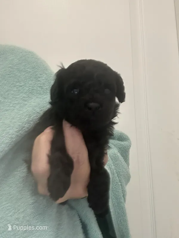 Black Girl – Poodle - Toy  puppy for sale in Tampa, FL