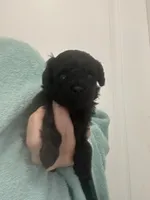 Black Girl, a female Poodle - Toy  for sale in Tampa, FL – Photo 1 of 6