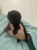 Black Girl, a female Poodle - Toy  for sale in Tampa, FL – Photo 3 of 6